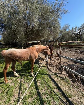 Cavallo