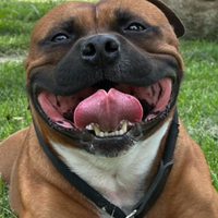 Staffordshire bull terrier