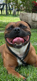 Staffordshire bull terrier
