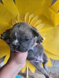 Bulldog francese blue fawn