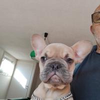 Bulldog francese esotici