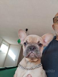 Bulldog francese esotici