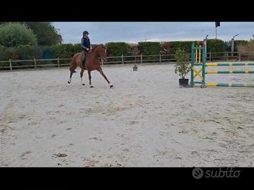 Cavallo