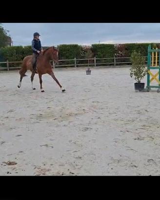 Cavallo