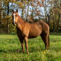 Paint Horse no color
