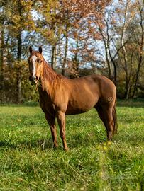 Paint Horse no color