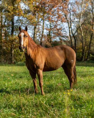 Paint Horse no color