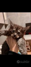 Gattini Maine coon