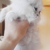 Speciale gatti delle nevi