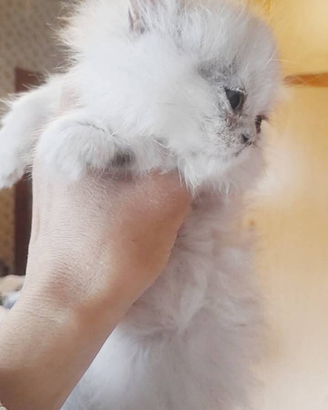 Speciale gatti delle nevi