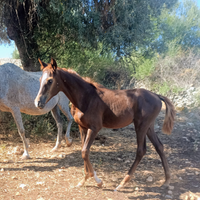 Puledra derivato orientale