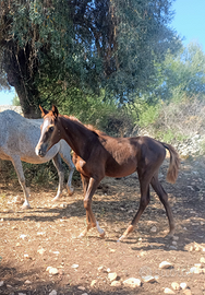 Puledra derivato orientale