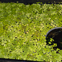 Salvinia minima