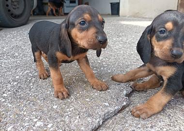 Cuccioli segugio