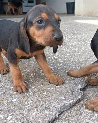 Cuccioli segugio