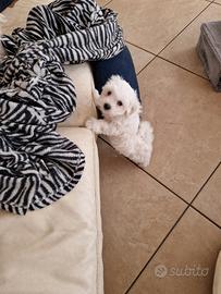 Maltese cucciolo femmina