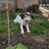 Cucciola Lagotto romagnolo