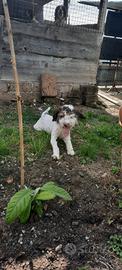 Cucciola Lagotto romagnolo