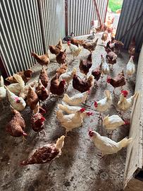 Galline