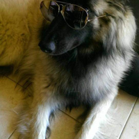 Pastore belga Tervueren maschio per femmina