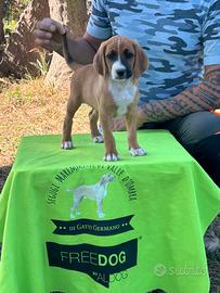 4 cuccioli Segugio maremmano