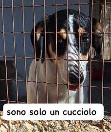 Oreo cucciolo tagla media di appena 9 mesi