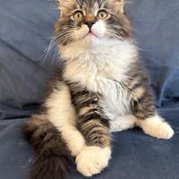 Cuccioli gatto siberiano