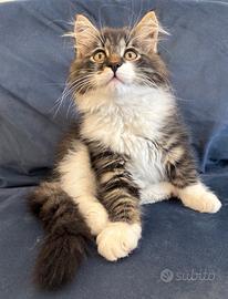 Cuccioli gatto siberiano