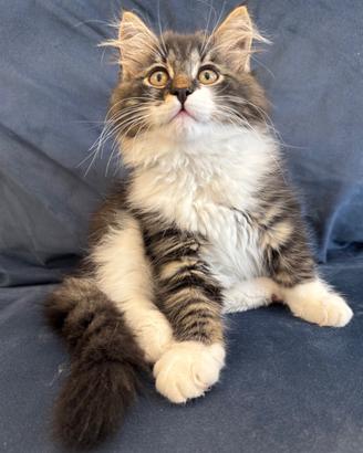 Cuccioli gatto siberiano