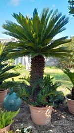  cycas o cicas