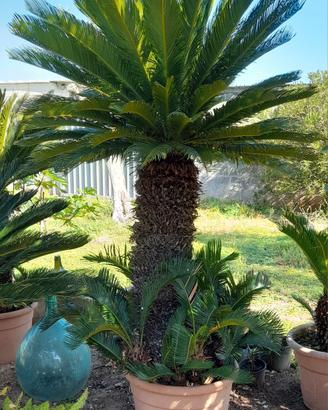  cycas o cicas