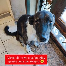 Cane meticcio 5 anni