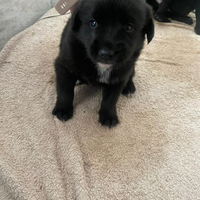 Cucciole metticcio