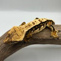 Tricolor geco ciliatus