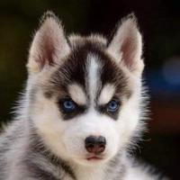 Pedigree Siberian Huky Occhi Azzurri