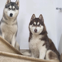 Siberian husky cuccioli