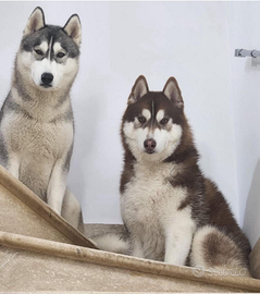 Siberian husky cuccioli