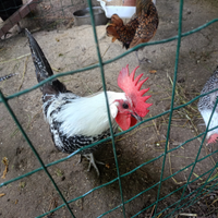 Galline