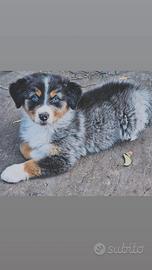 Australian shepherd cuccioli