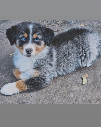 Australian shepherd cuccioli