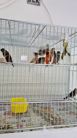 Cardinalini del venezuela e F1