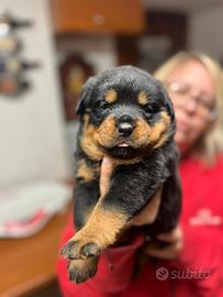 Cuccioli di rottweiler pedigree