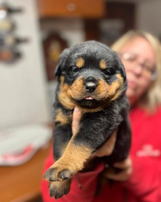 Cuccioli di rottweiler pedigree