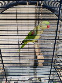 Pappagallo grande allessandrino