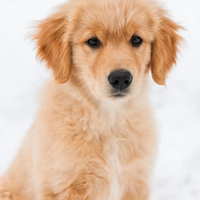 Cucciolata di Golden Retriever con pedigree Enci