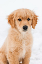 Cucciolata di Golden Retriever con pedigree Enci