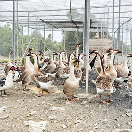 Oche cignoidi adulte