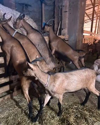 Capre Camosciata delle Alpi