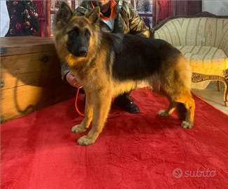 Cucciolona di pastore tedesco