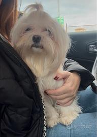 Maltese femmina con pedigree Enci